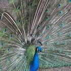 Pavo real