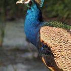 Pavo real. Parque escenico Jerez