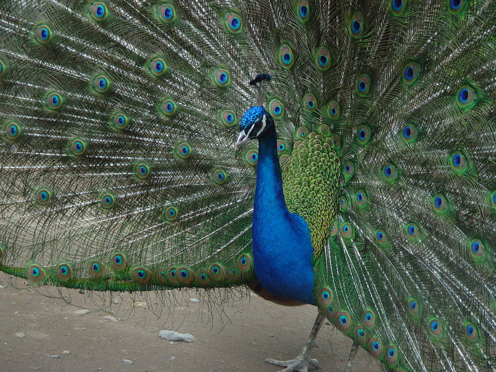 Pavo real (Pavo cristatus)