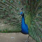 Pavo real (Pavo cristatus)