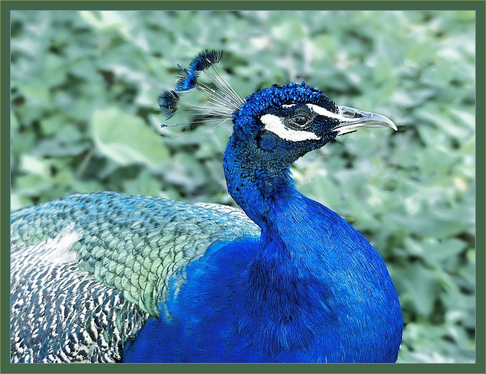 Pavo real   ( Peacock )