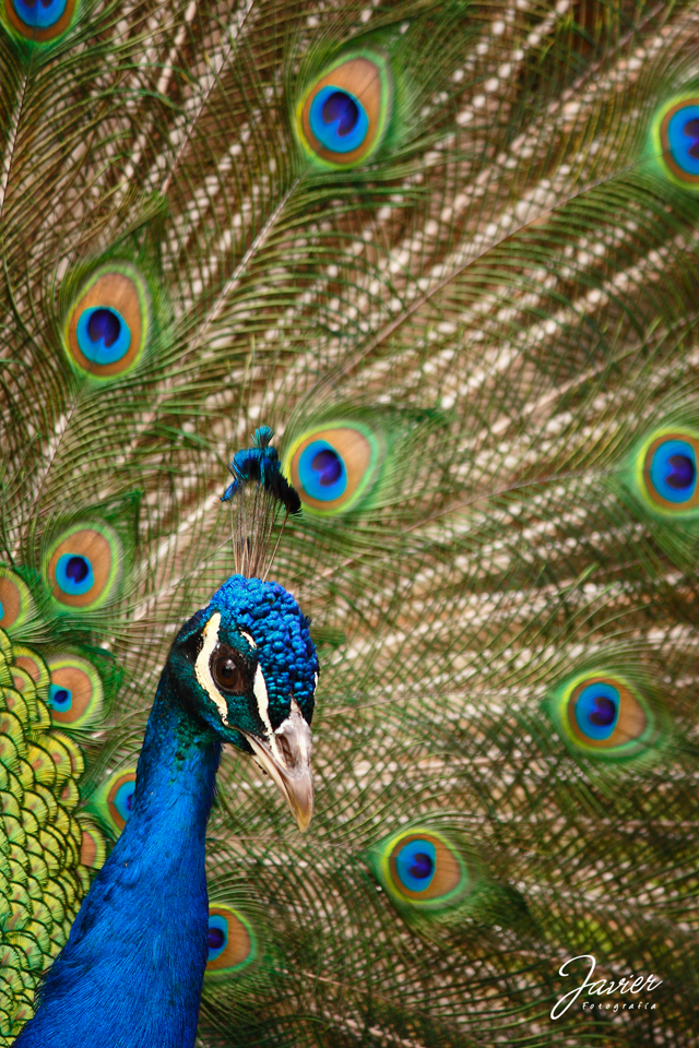 Pavo real, Peacock