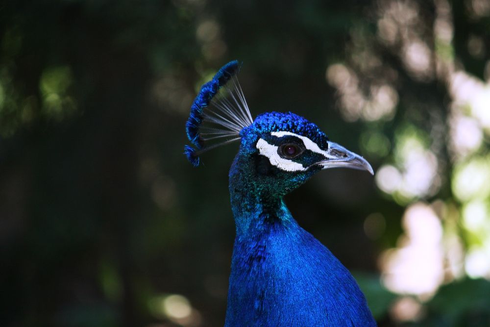 pavo real, perfil