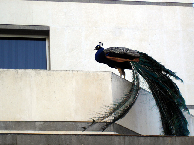 Pavo real urbanita