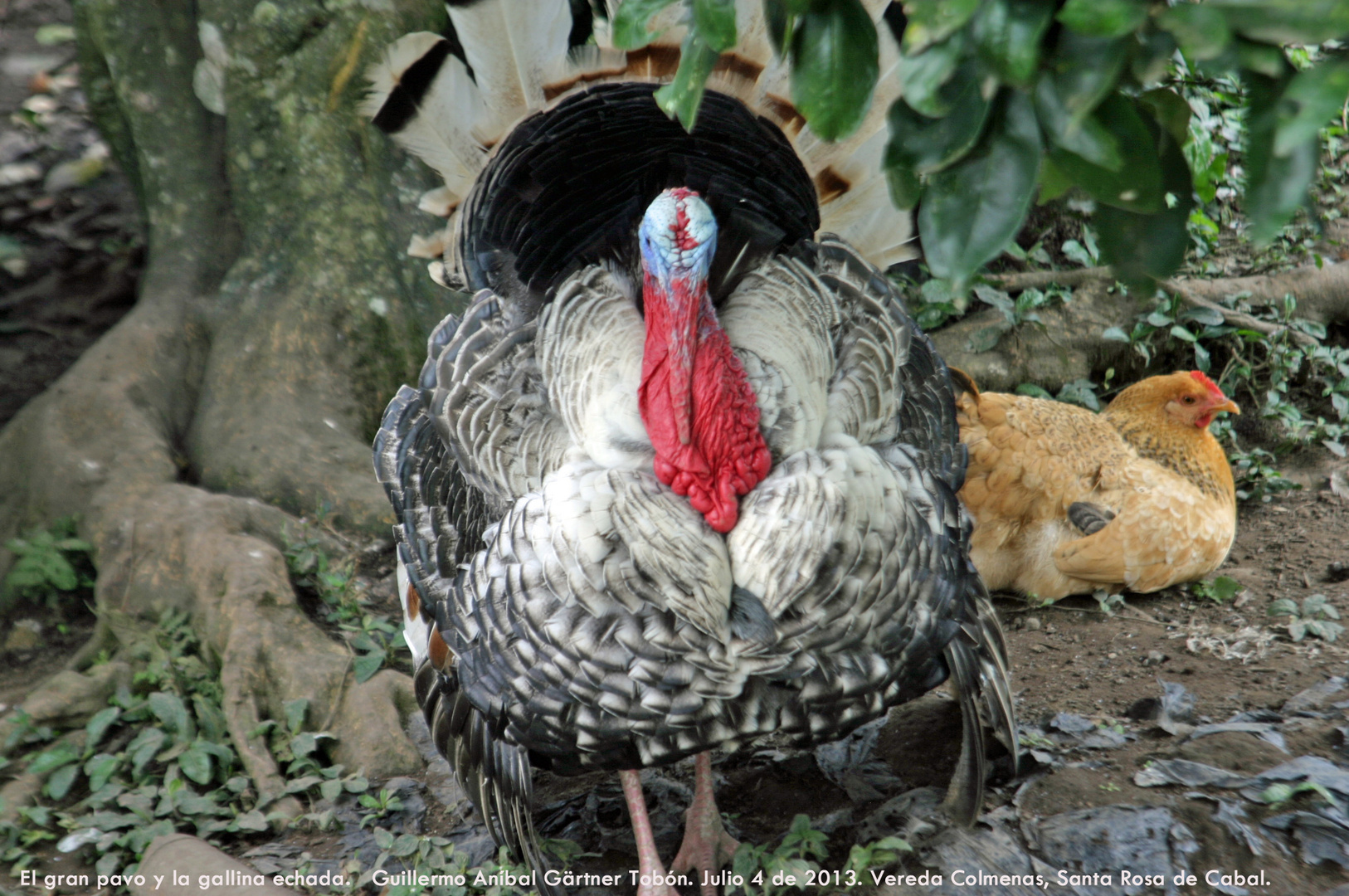 Pavo y gallina.