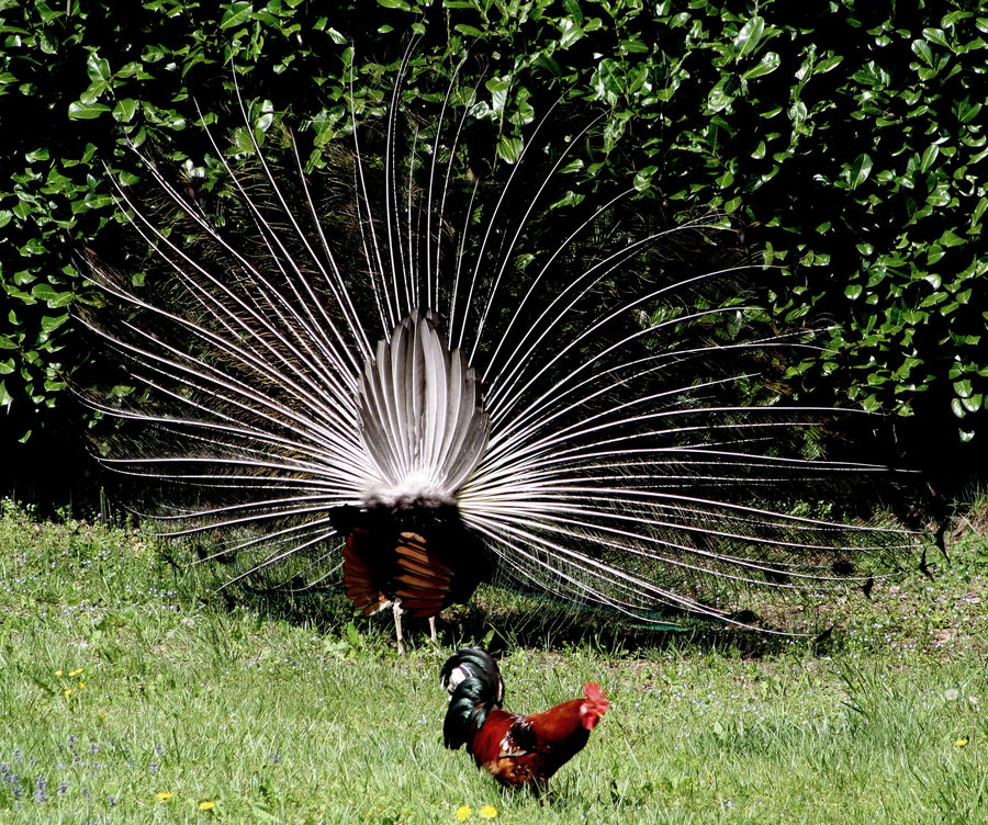 pavone da dietro... con gallo