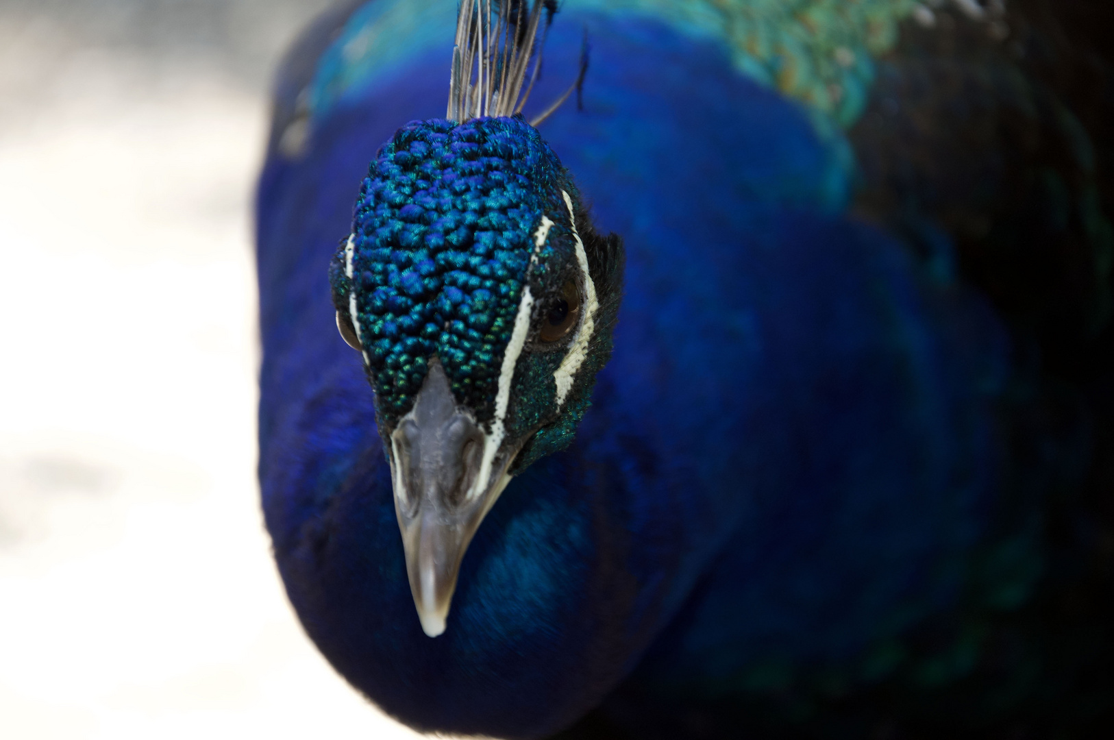 pavone Foto & Bild | nature, outdoor, natur Bilder auf fotocommunity