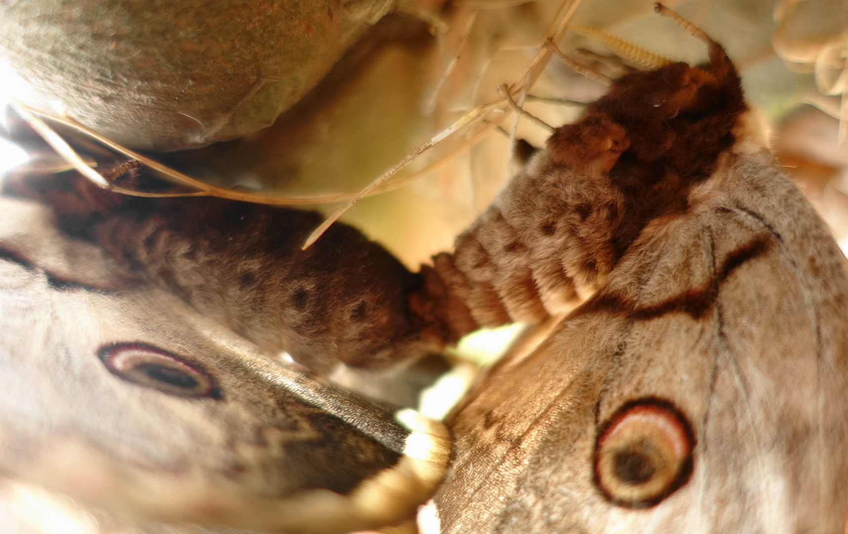 Pavonia maggiore (Saturnia pyri), accoppiamento. Particolare 