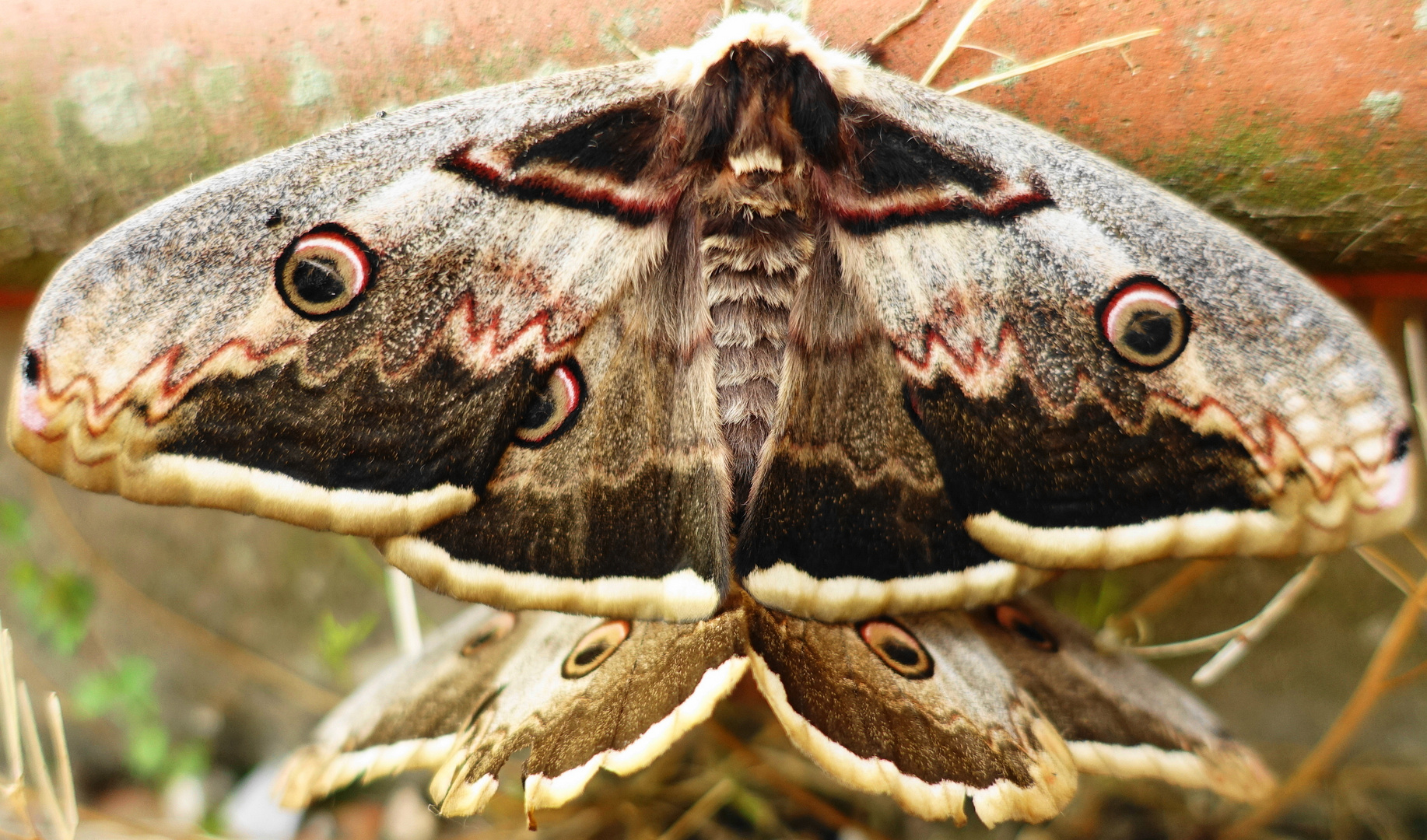 Pavonia maggiore (Saturnia pyri) in accoppiamento