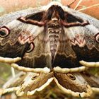 Pavonia maggiore (Saturnia pyri) in accoppiamento