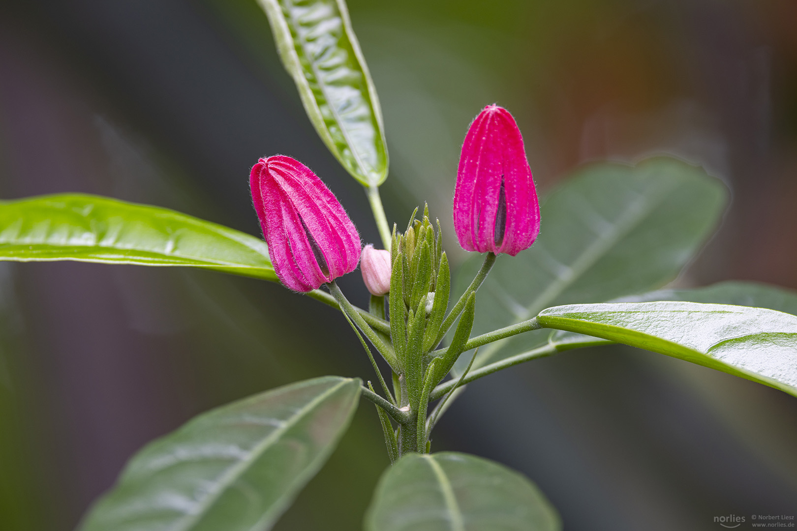 pavonia multiflora