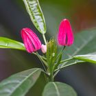 pavonia multiflora