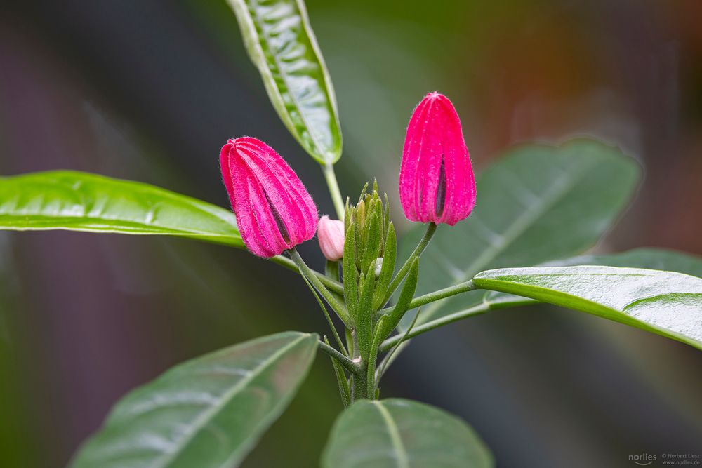 pavonia multiflora