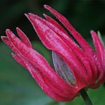 Pavonia multiflora...