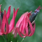 Pavonia multiflora...2