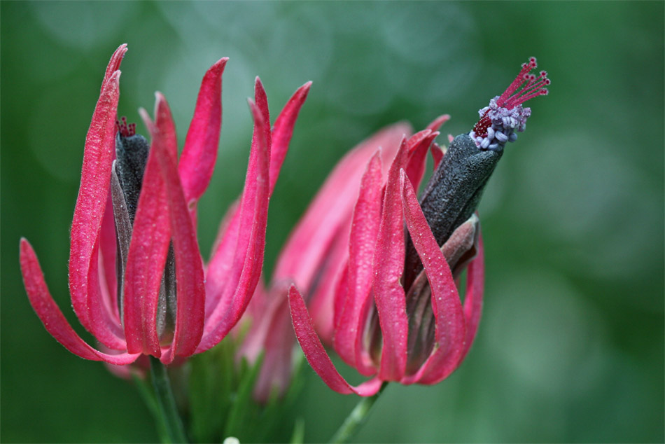 Pavonia multiflora...2