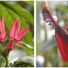 Pavonia strictiflora