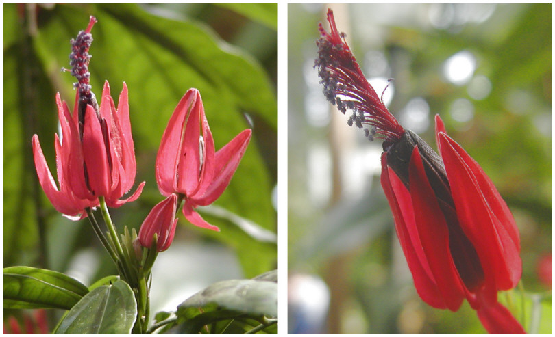 Pavonia strictiflora