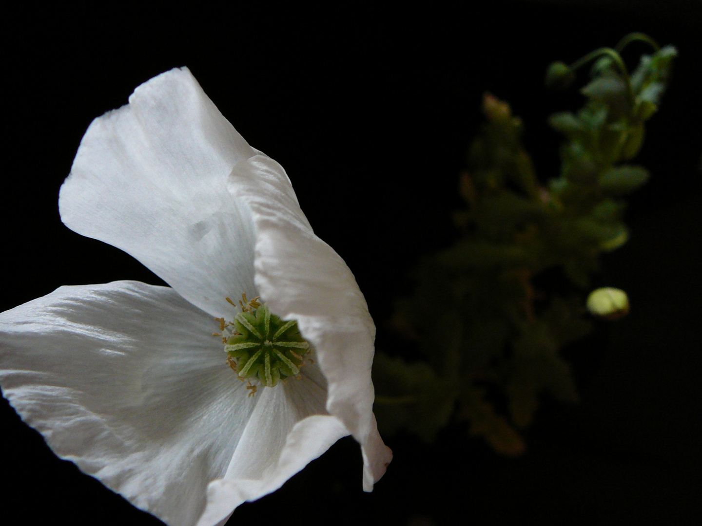 pavot blanc