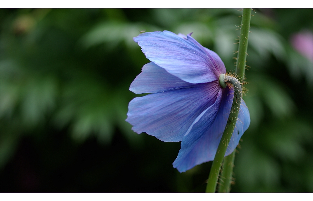 pavot bleu