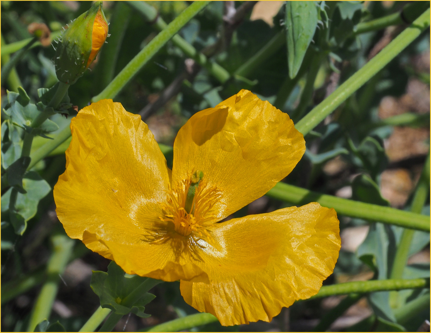 Pavot cornu jaune des sables