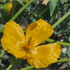 Pavot cornu jaune des sables