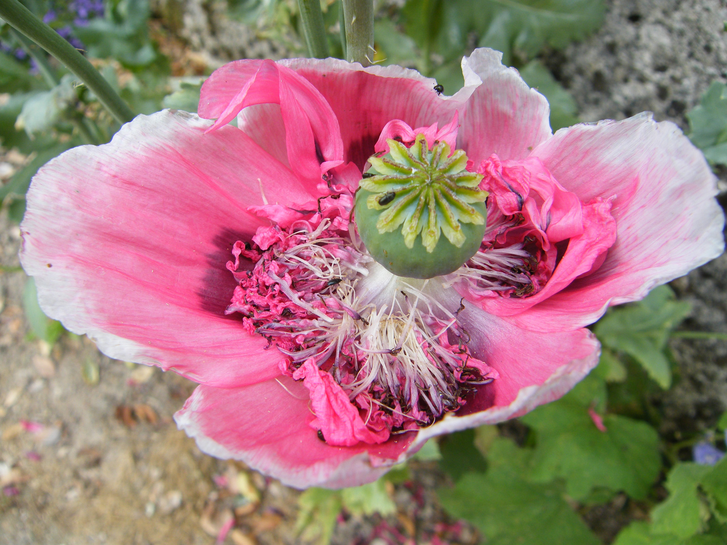 pavot défleuri