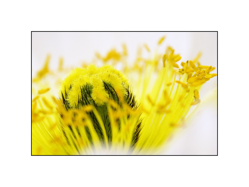 Pavot d'Islande (Papaver croceum)