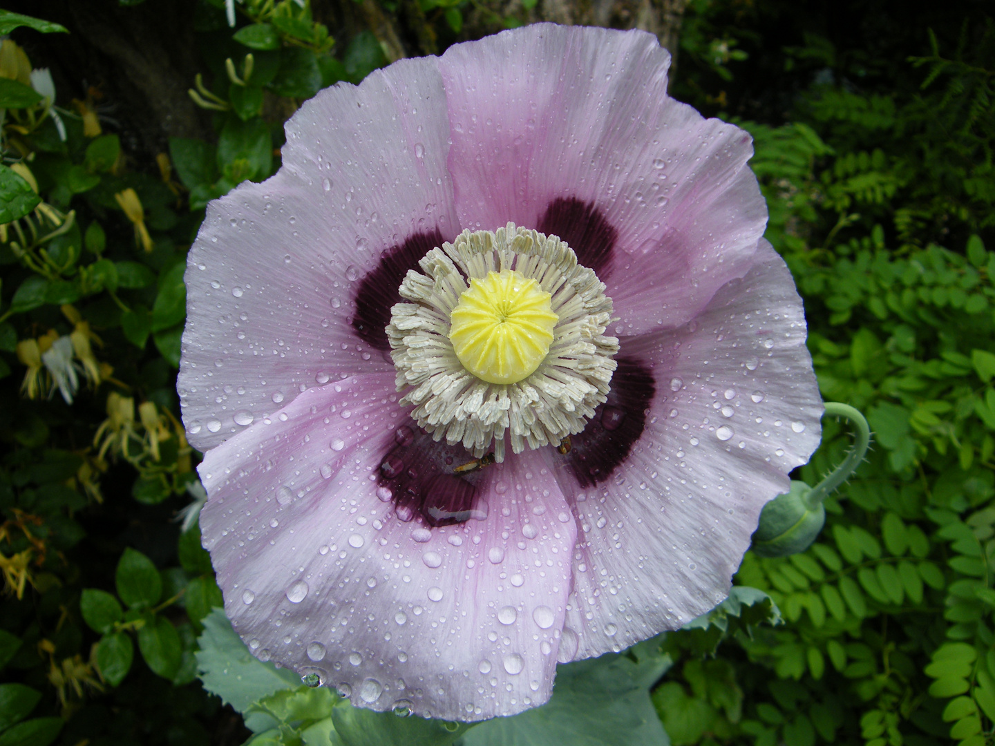 pavot sous la pluie