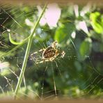 Pavouk - Spider
