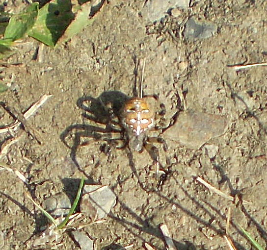 Pavouk u Nového Knína (Spider Near the Small Town "Novy Knin")