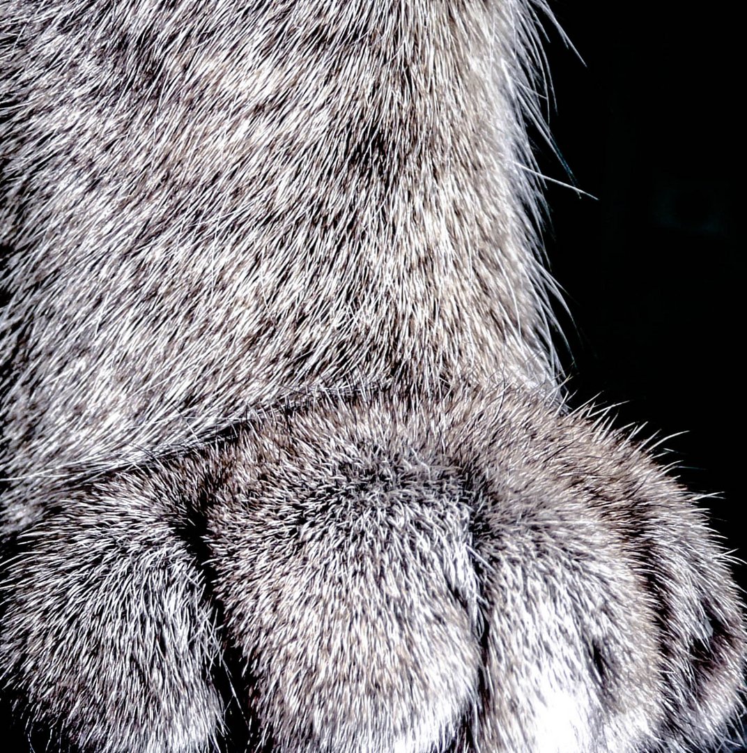 Paw Foto & Bild | tiere, haustiere, katzen Bilder auf fotocommunity