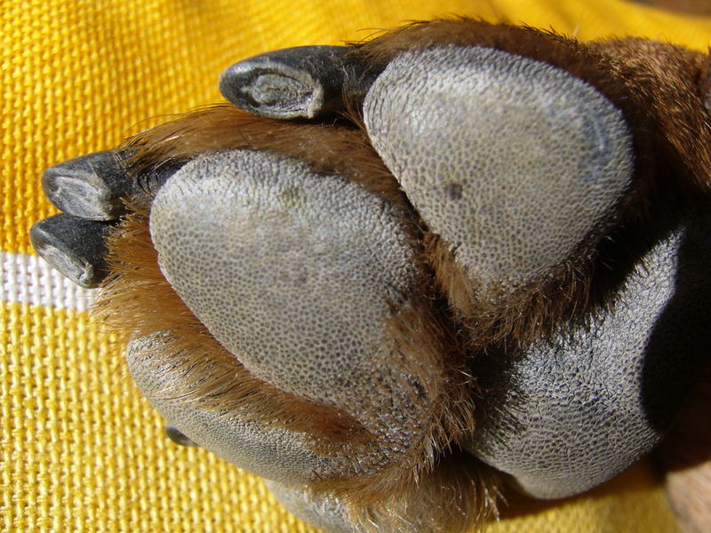 Paw