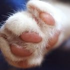 Paw