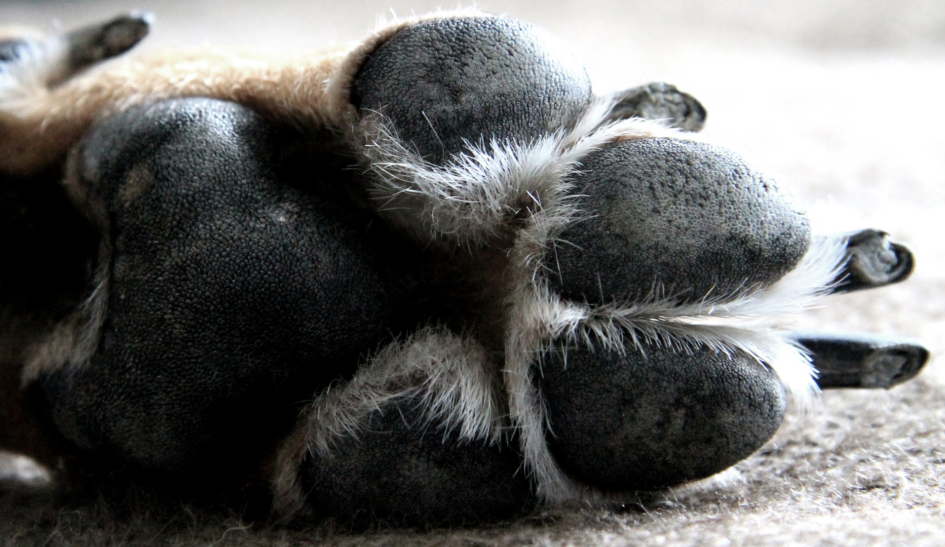 paw