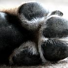 paw