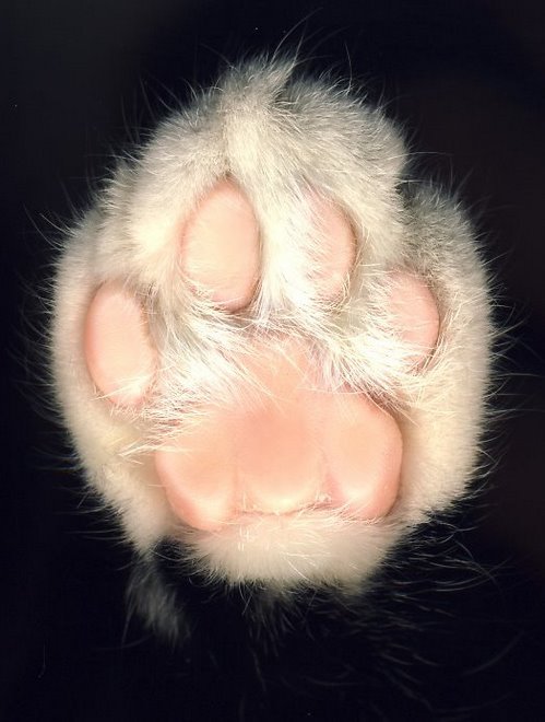 PAW