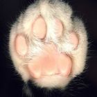 PAW