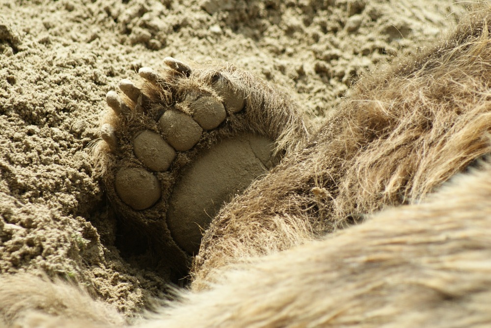Paw of a Kodiak bear