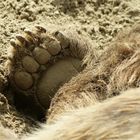 Paw of a Kodiak bear