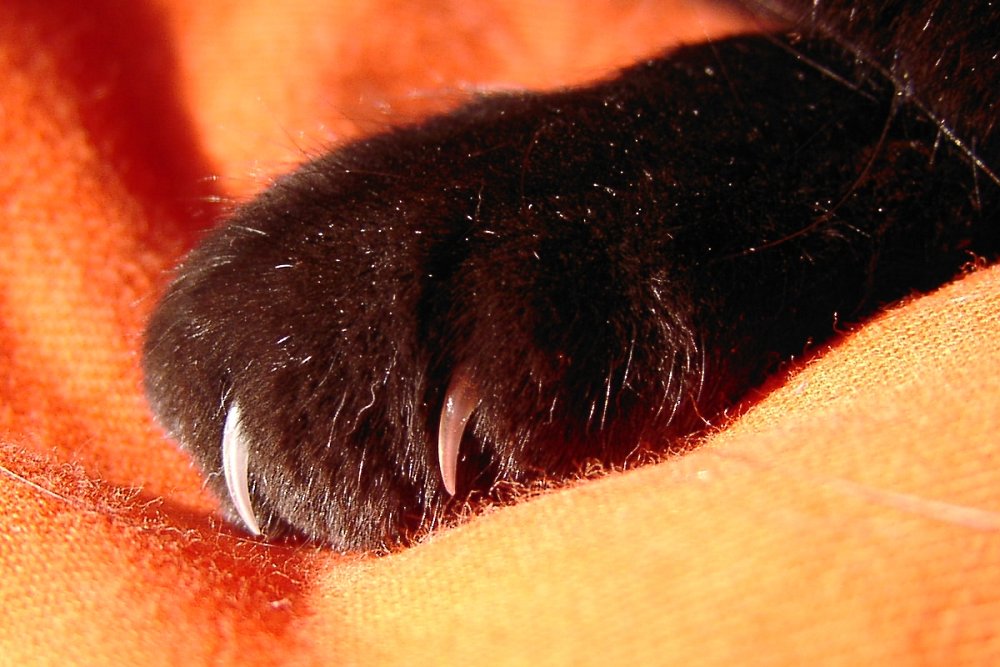 Paw of our cat