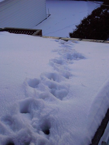 pawprints in the snow