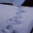 pawprints in the snow