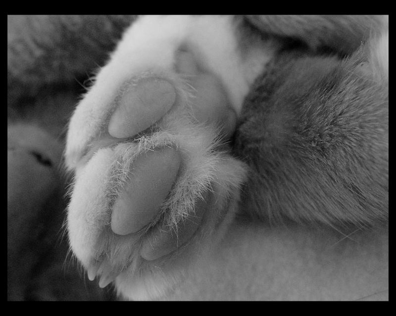 paws