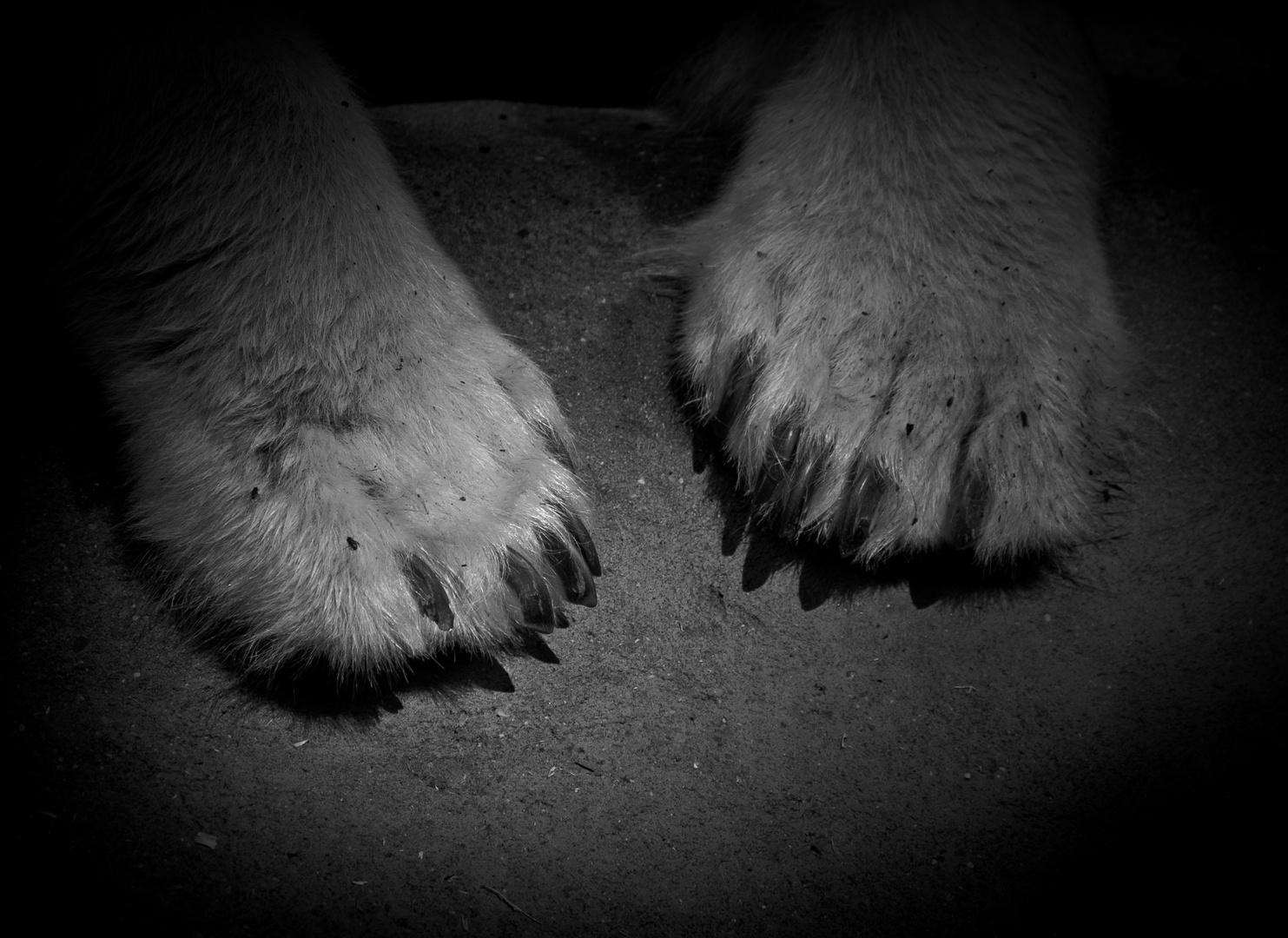 Paws