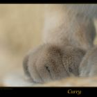 Paws