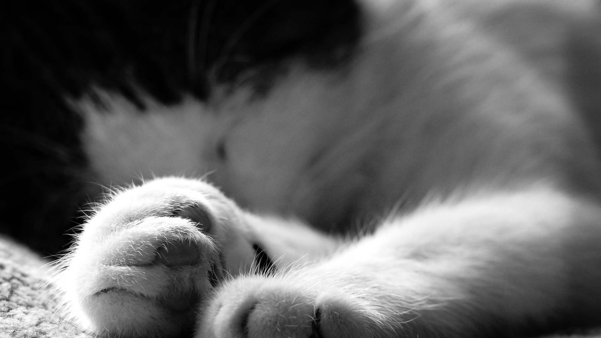 Paws