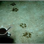 Paws and Coffee