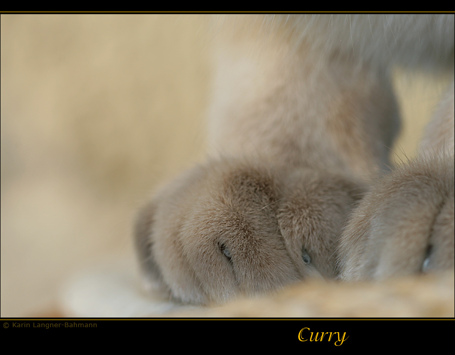 Paws