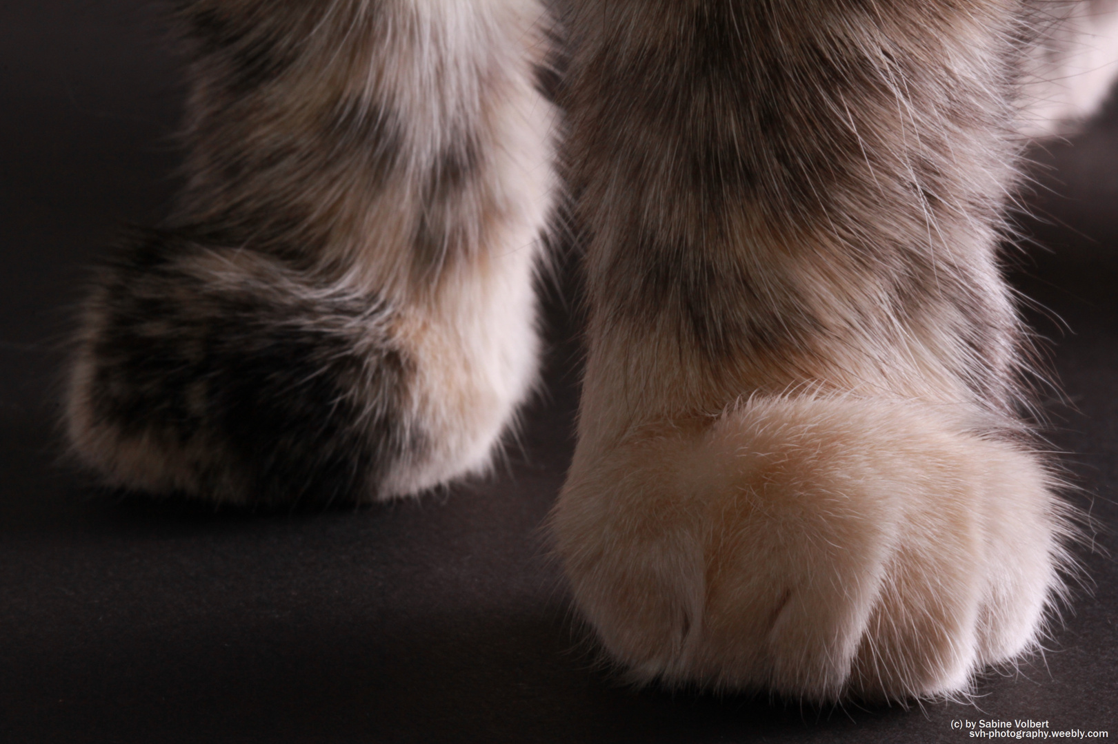 Paws II